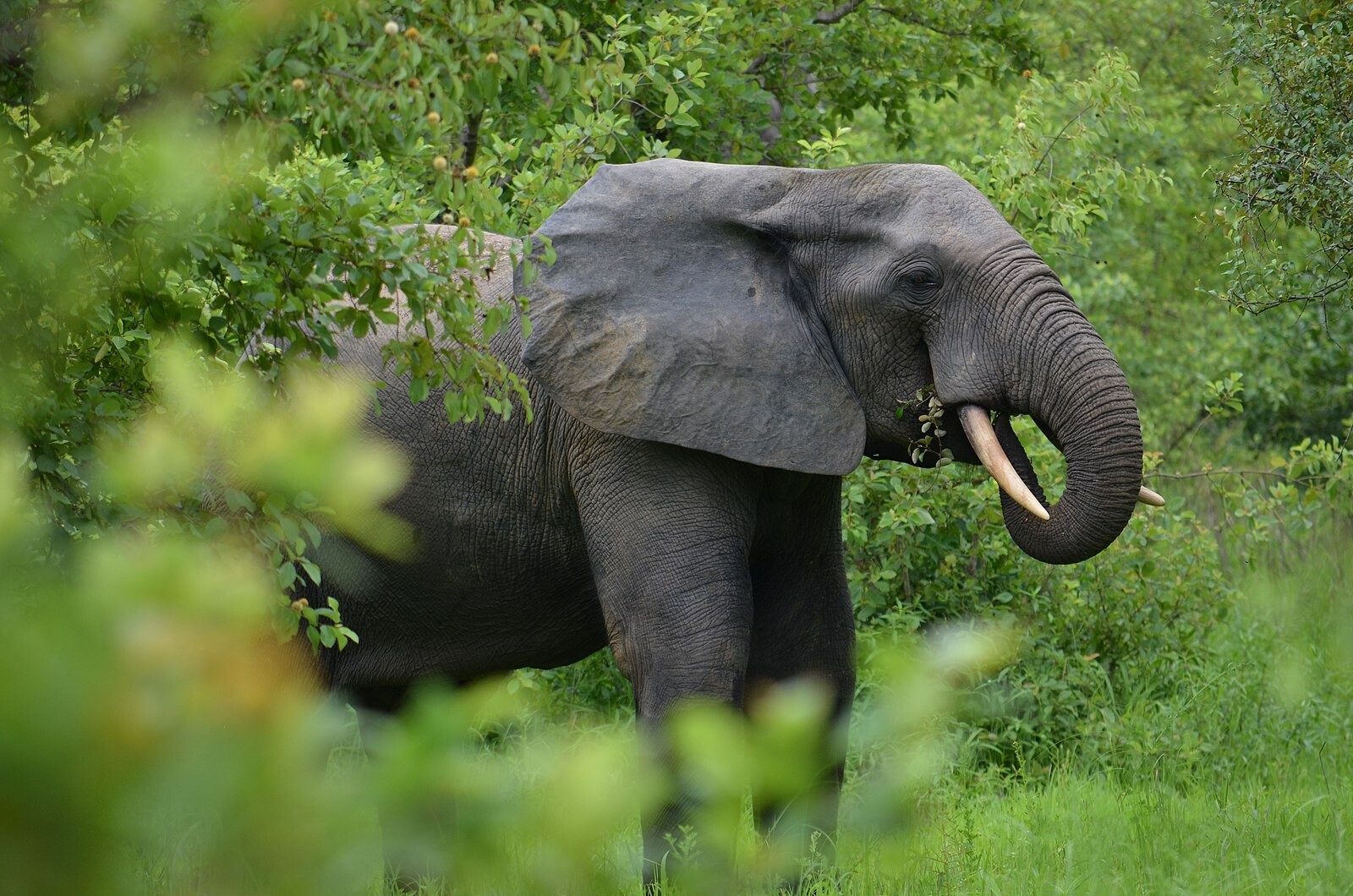Elephant in Mole National Park, Ghana feature