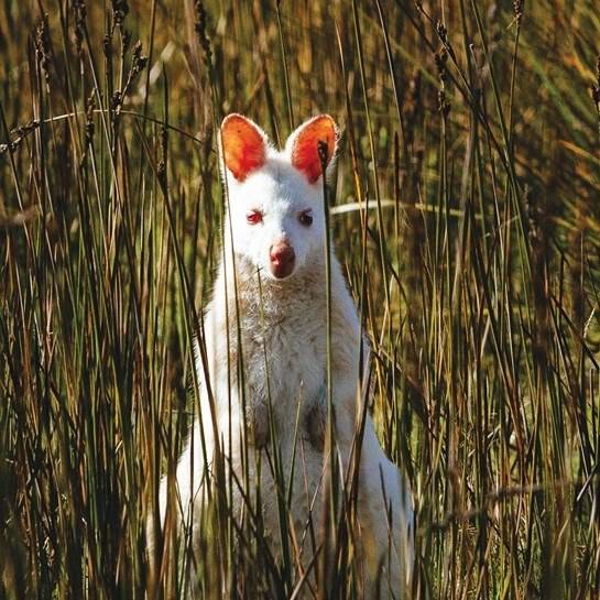 Rare white wallabies, Bruny Island