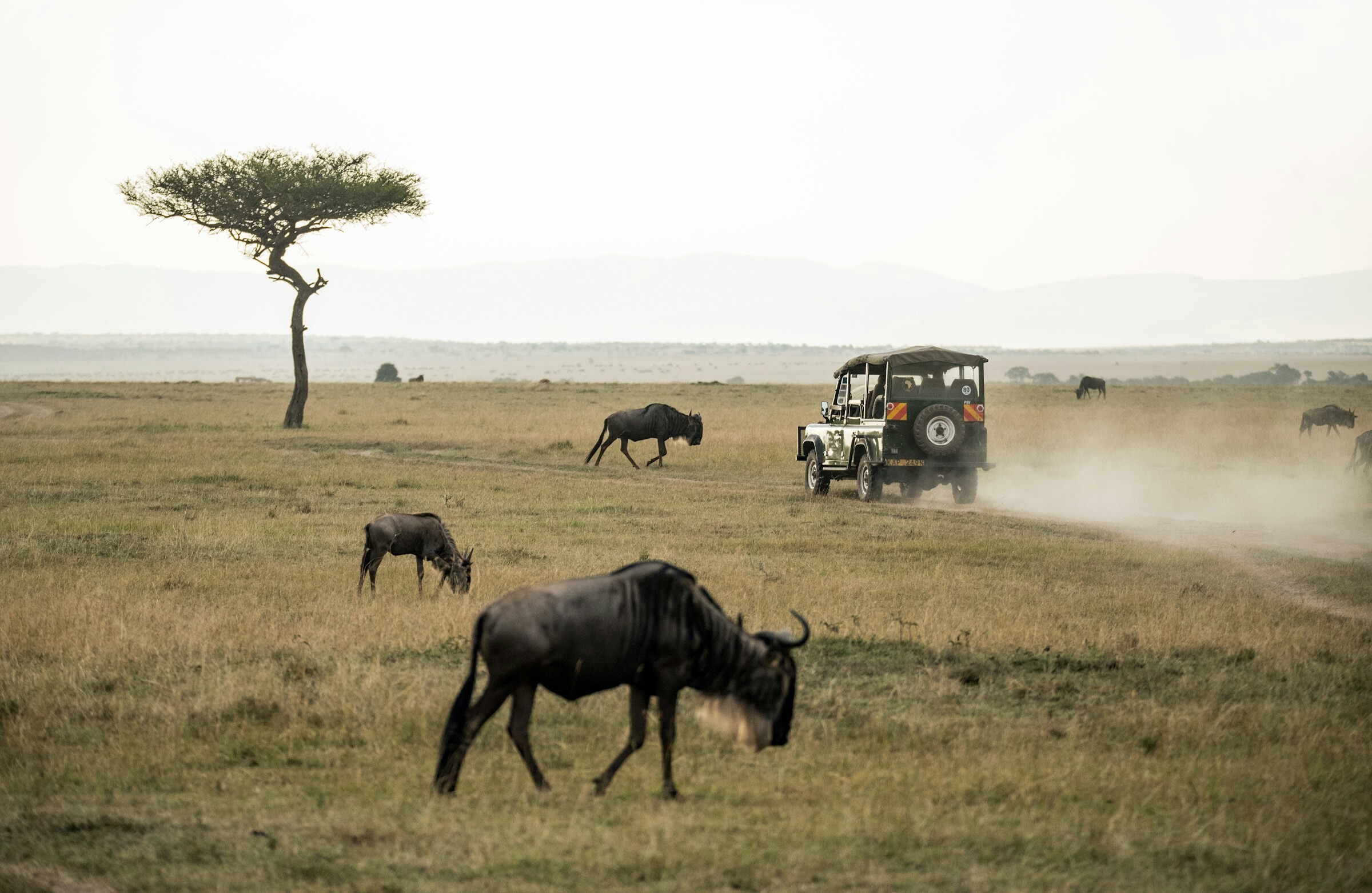 maasai mara national reserve
