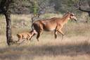 Ranthambhore National Park