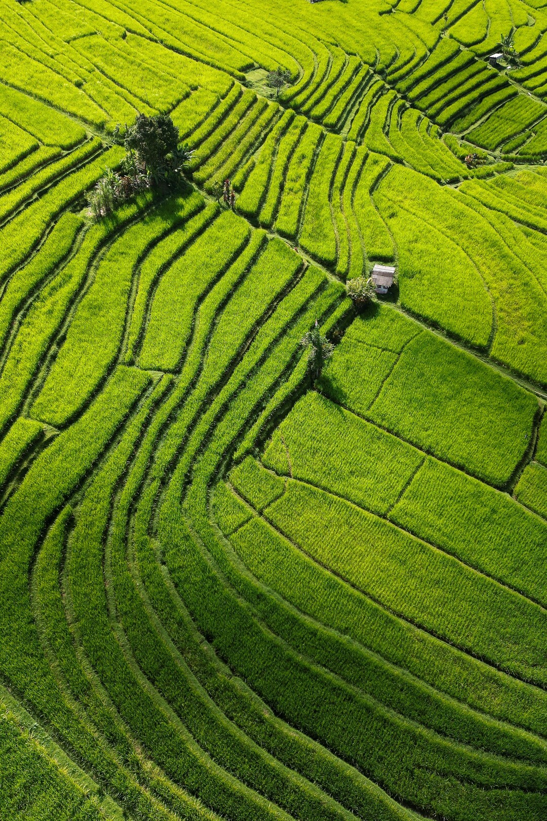 Jatiluwih Rice Terraces - feature