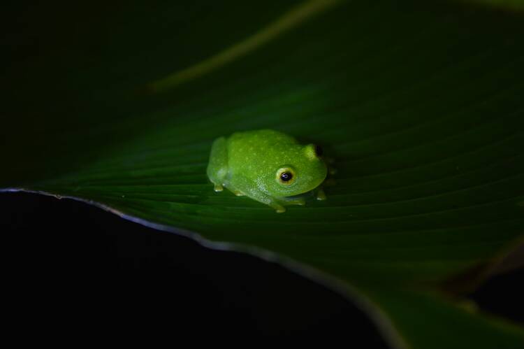 Monteverde night walk (frog)