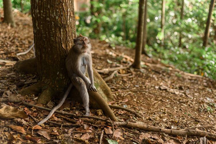 Bali monkey - featured