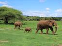 Serengeti elephants