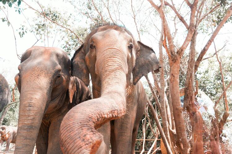 Playful elephants, Phuket