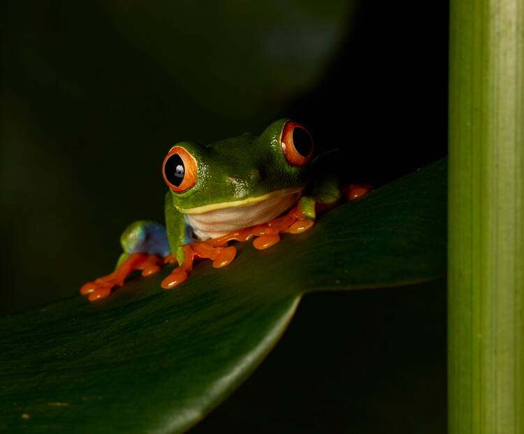 Costa rica jungle walk night