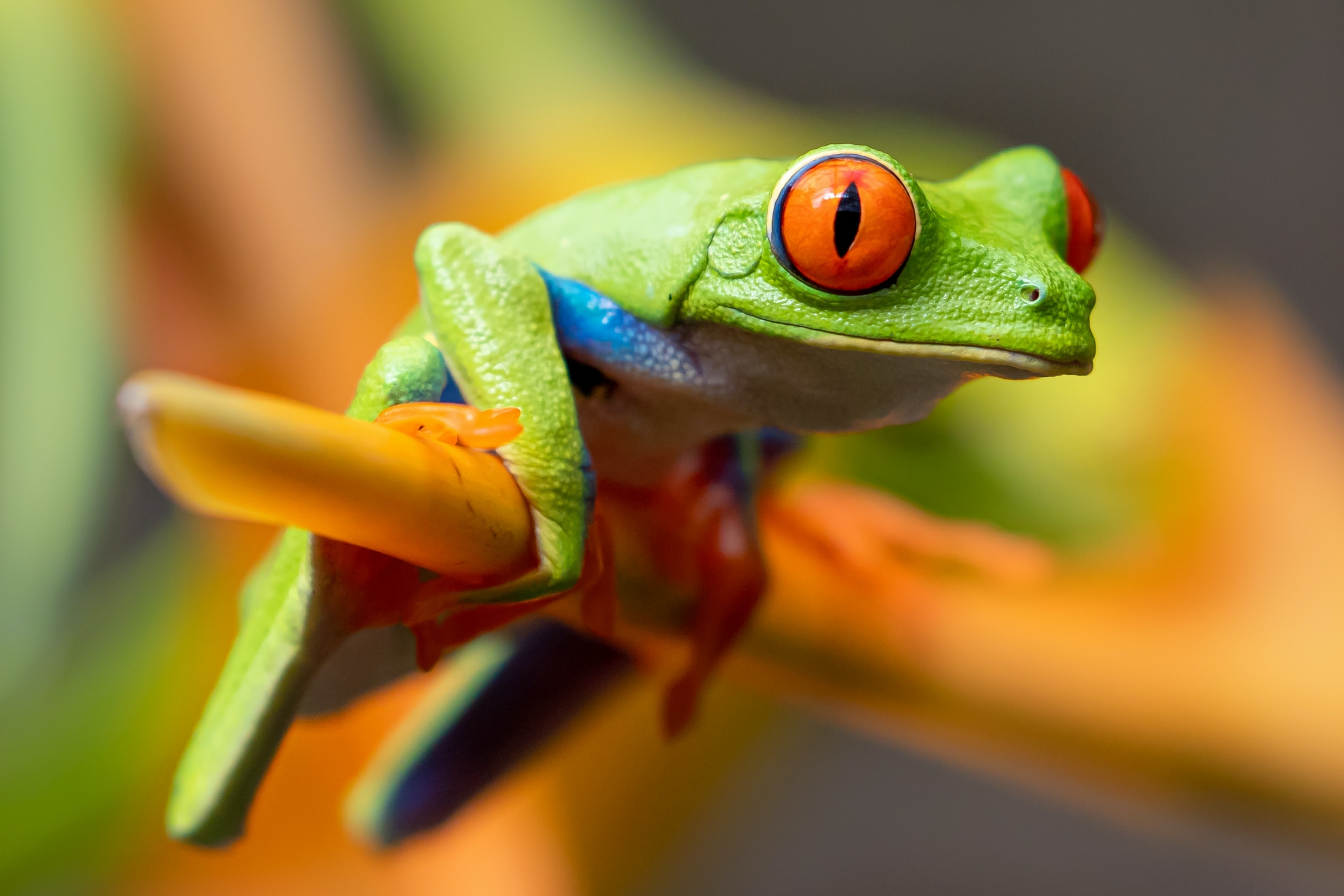 Costa Rica--frog