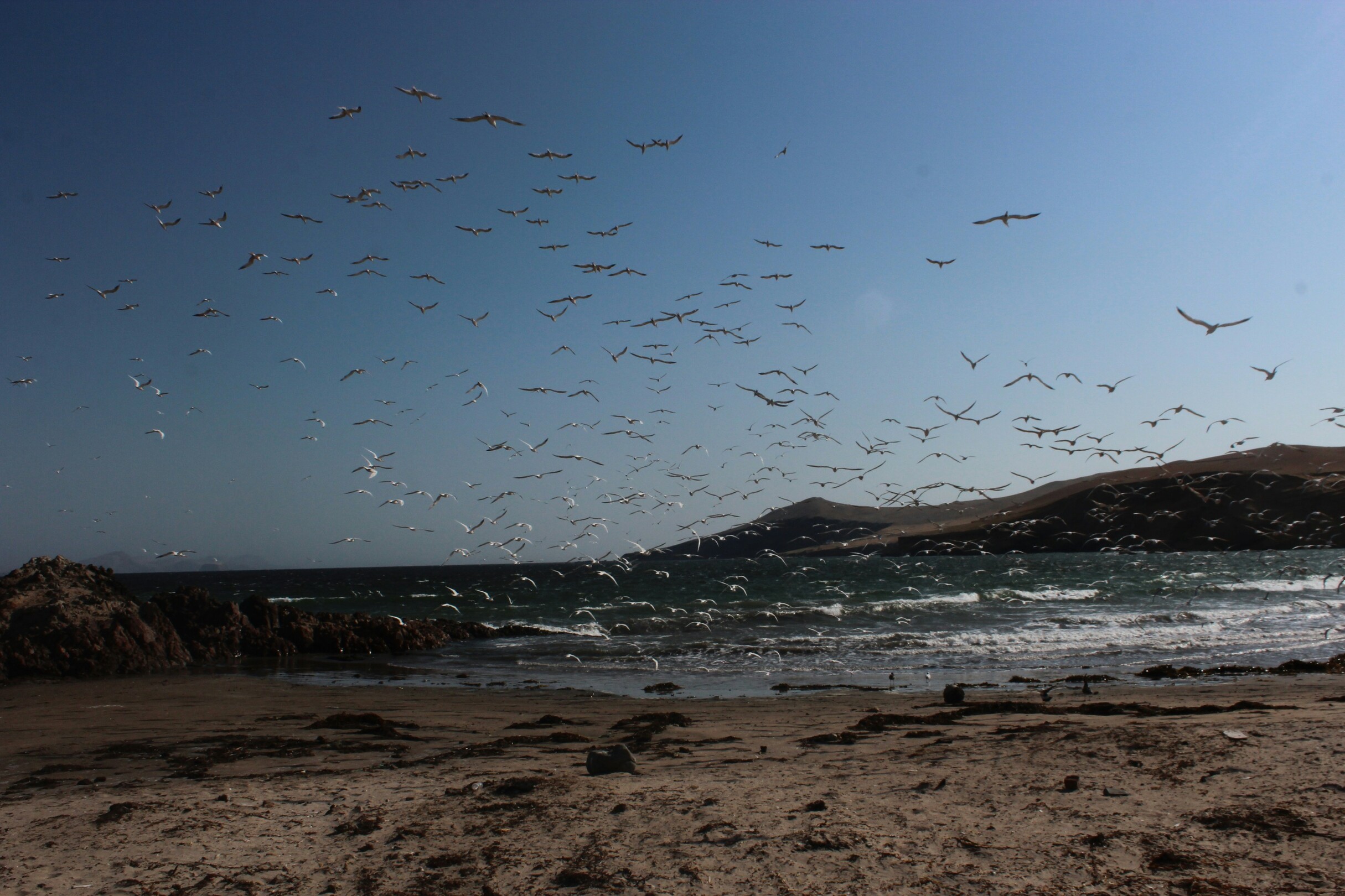 Paracas Peru flock of birds feature