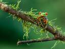 Arenal Volcano wildlife