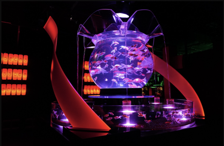Art Aquarium Museum