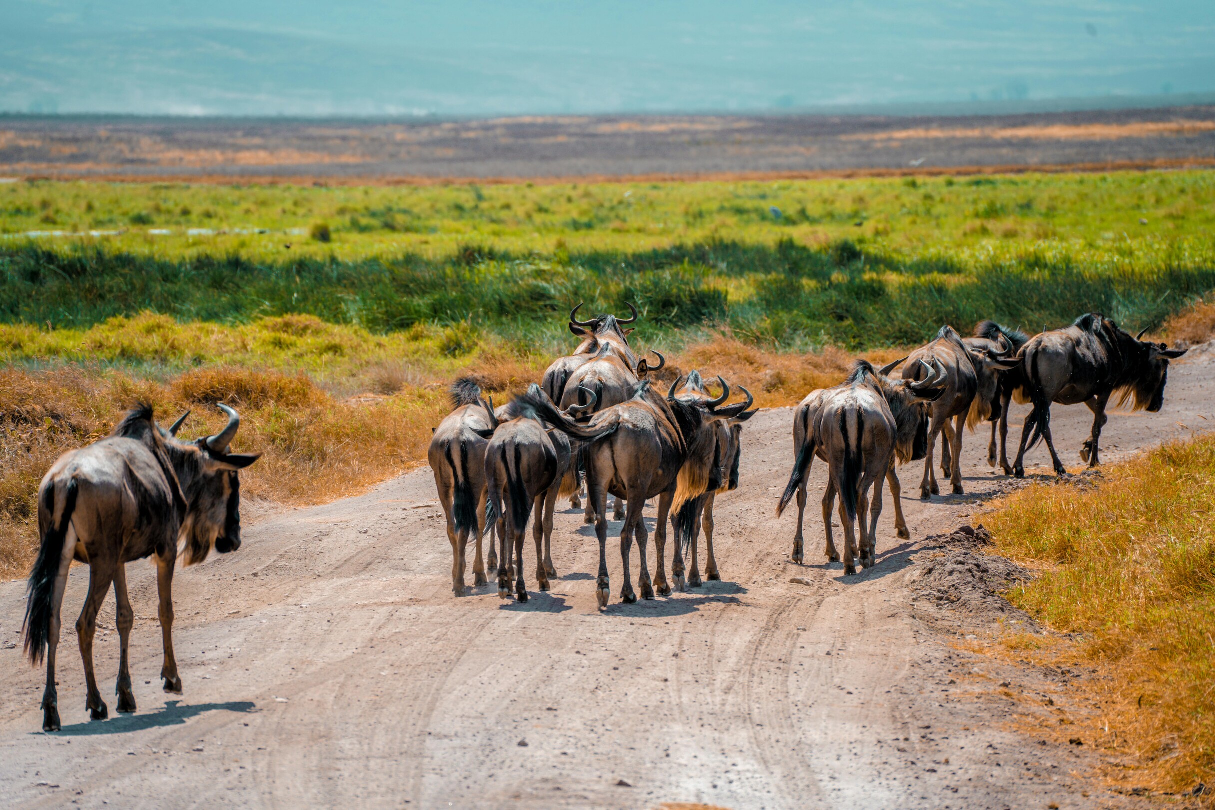 Wildebeests herd on Ngorongoro Crater safari Tanzania feature