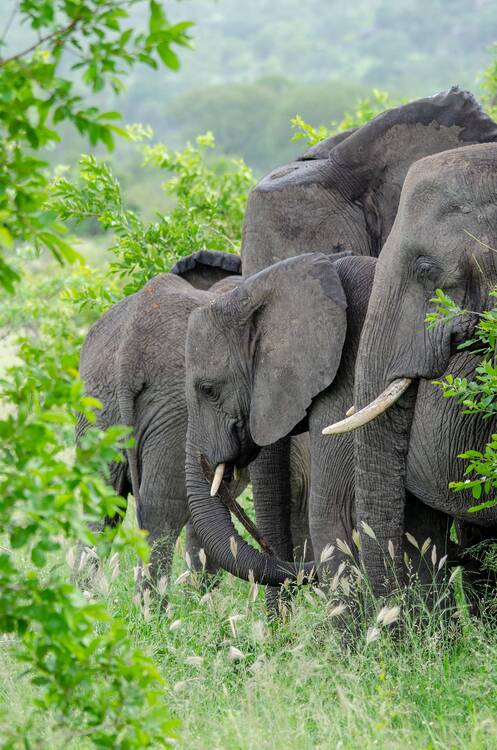 Kruger National Park