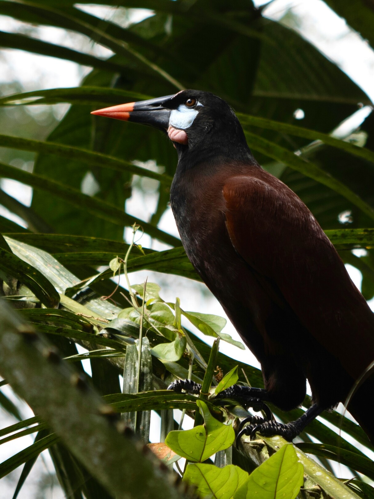 La Fortuna