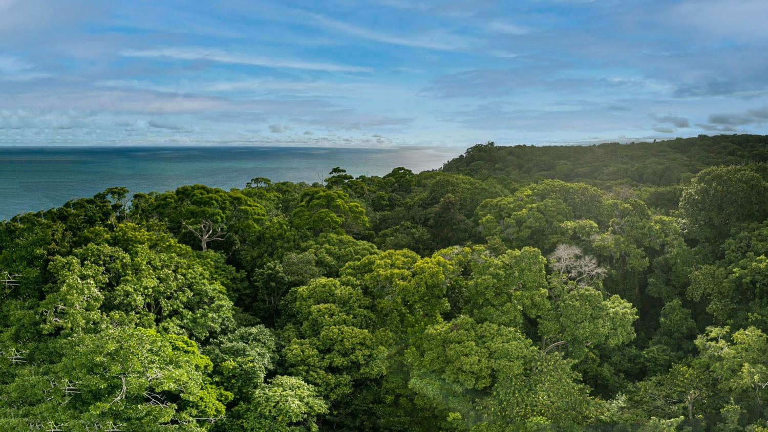 Bosque Cabo Rainforest