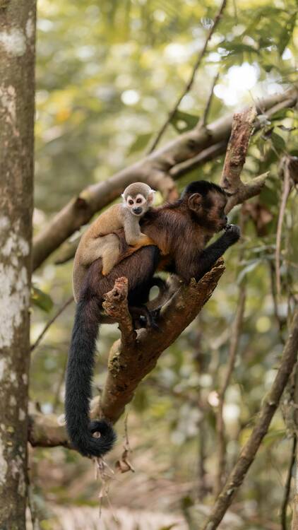 Capuchin monkey mom and baby - featured