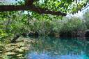 Aktun Ha Cenote