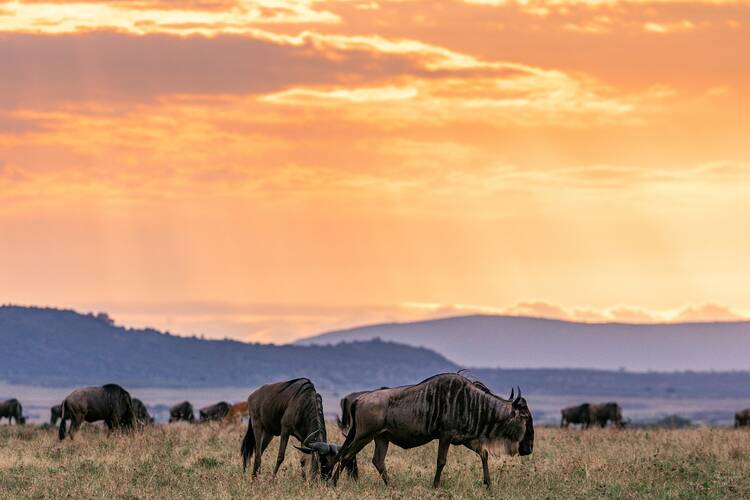 Maasai Mara National Reserve