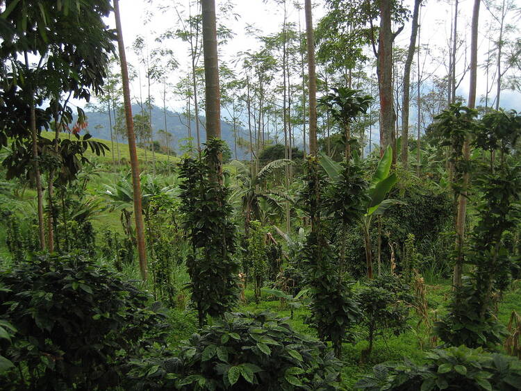 Coffee Farm