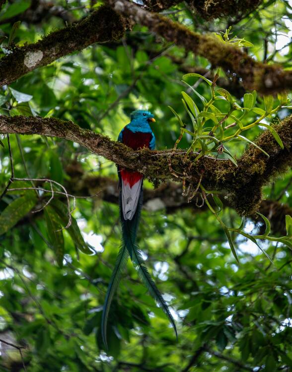 San Gerardo de Dota Bird