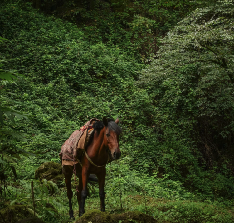 Horse trek in jungle