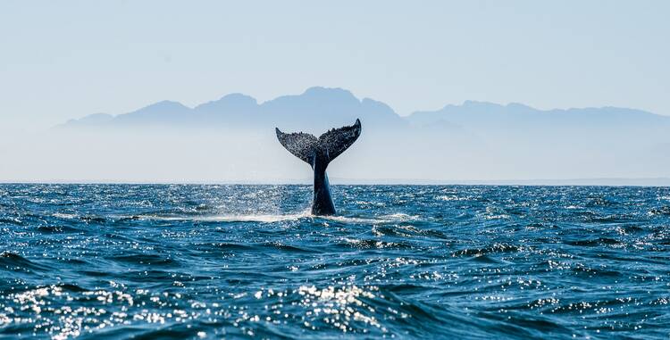 Whale watch - Costa Rica