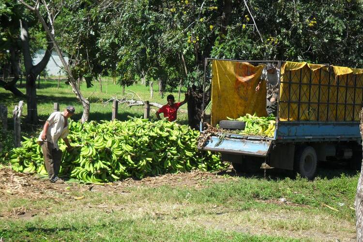 Banana plantation - Costa Rica