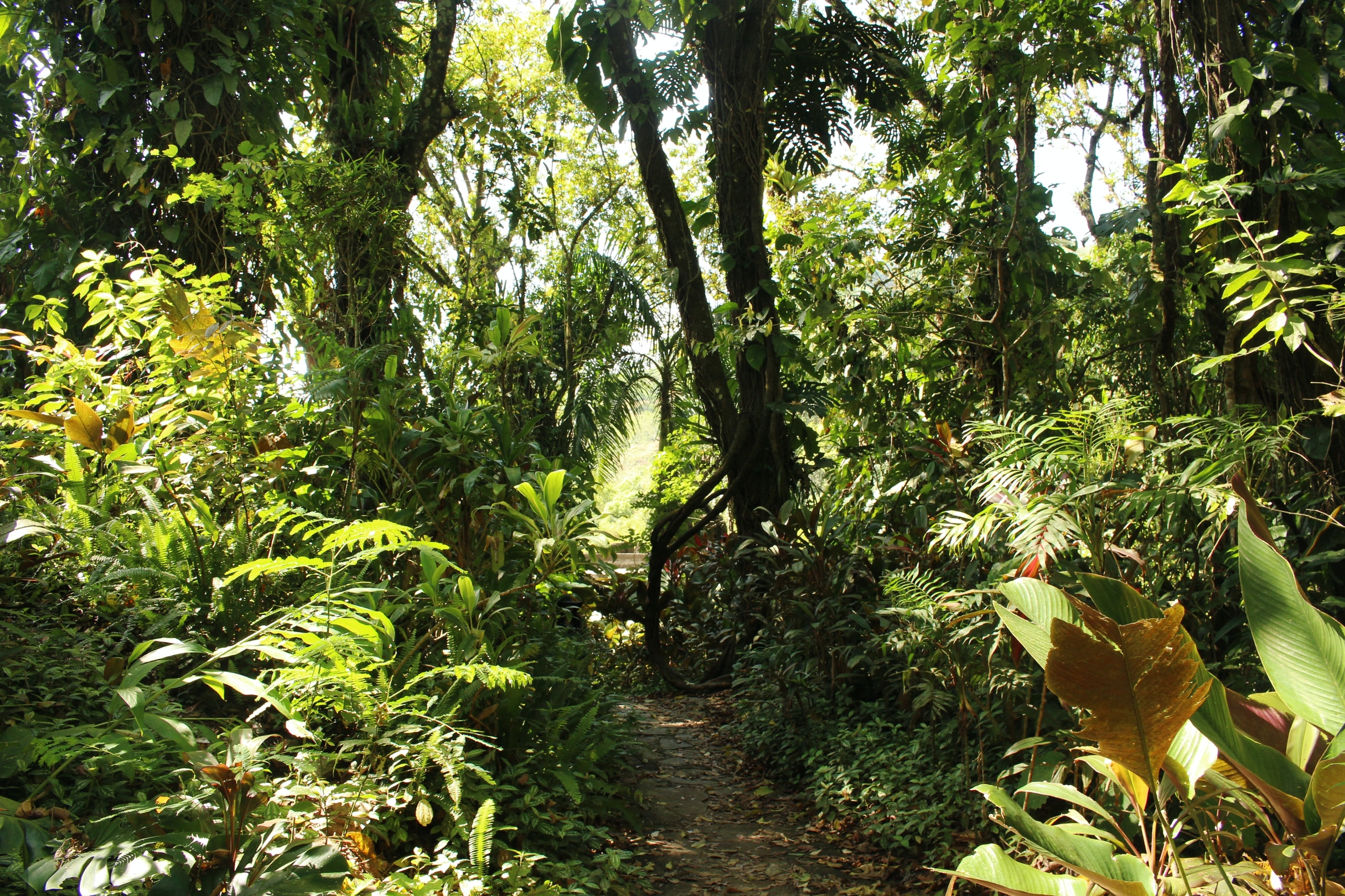 Mexico jungle