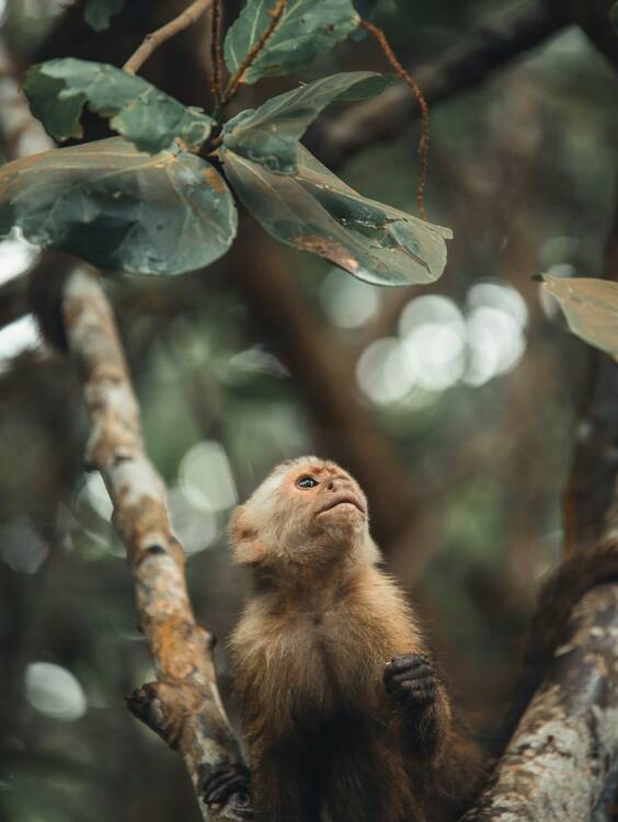 Santa Marta, Colombia - monkey