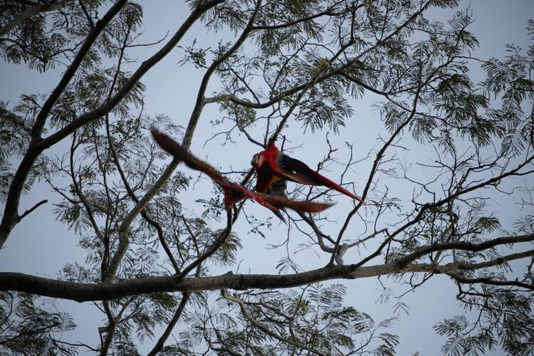 Uvita birds