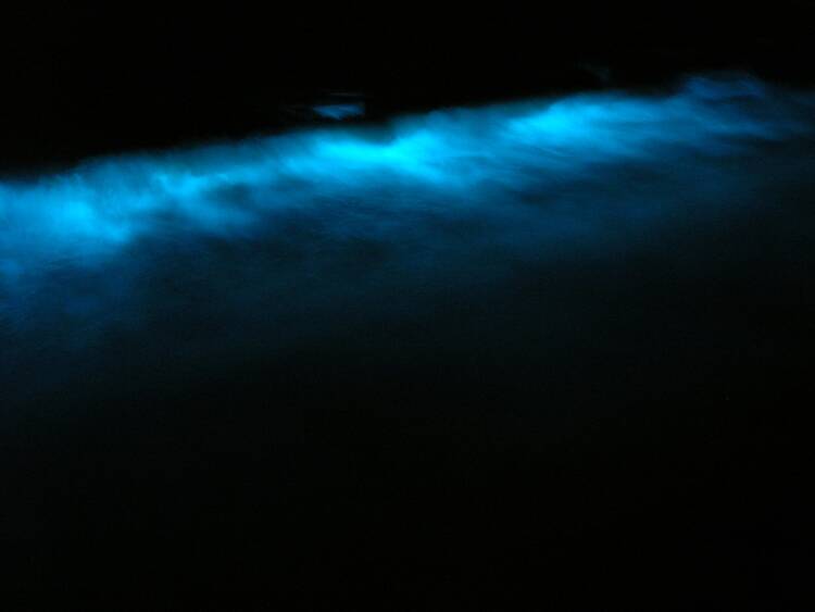 Escondido Bioluminescent