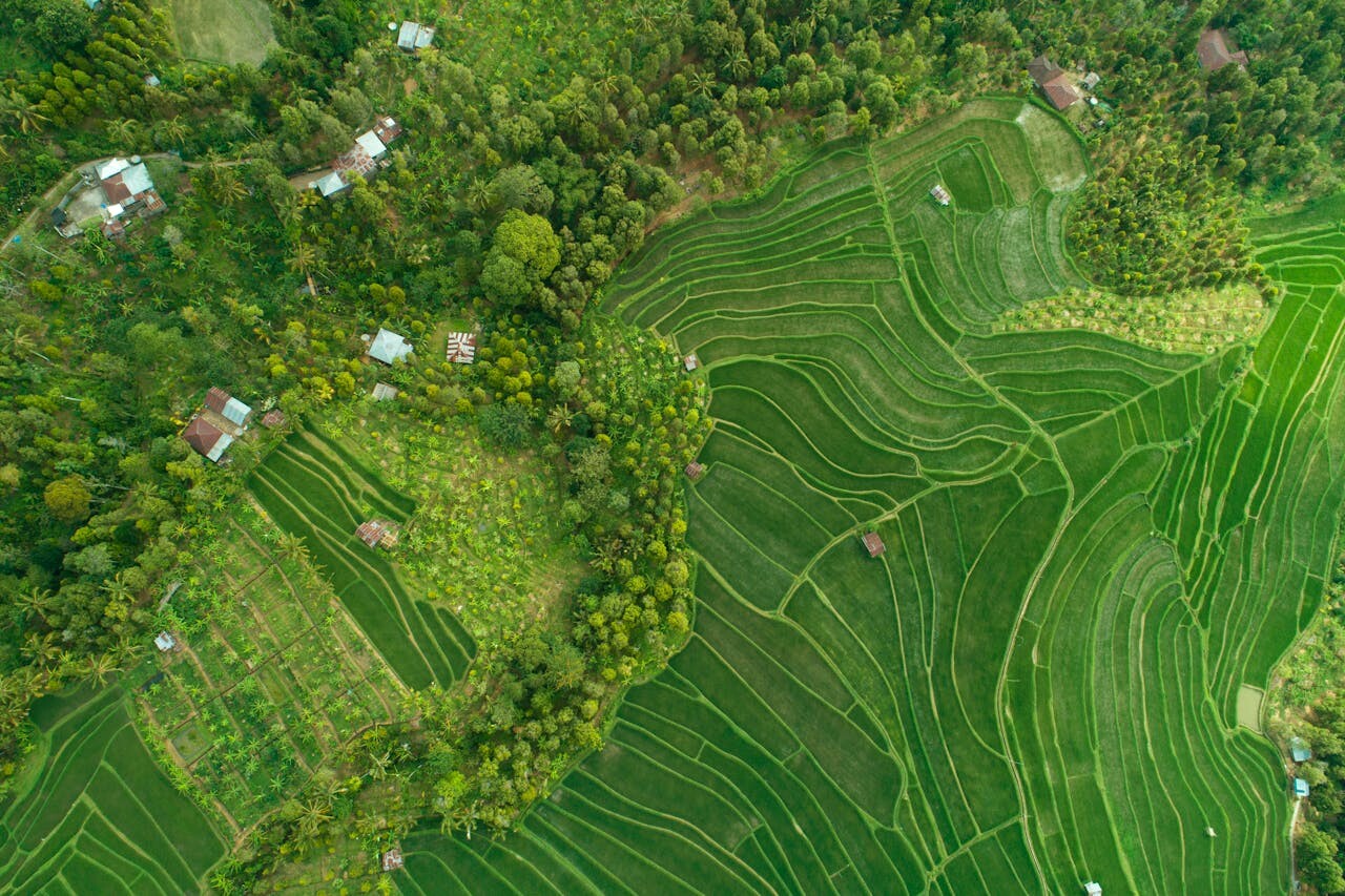 Rice terraces Ubud Bali Indonesia feature