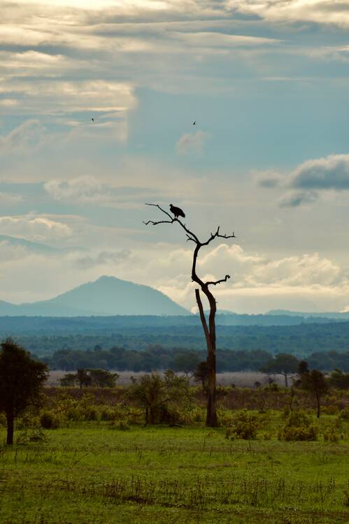 Mikumi National Park