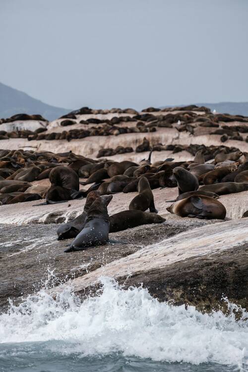 Duiker Island