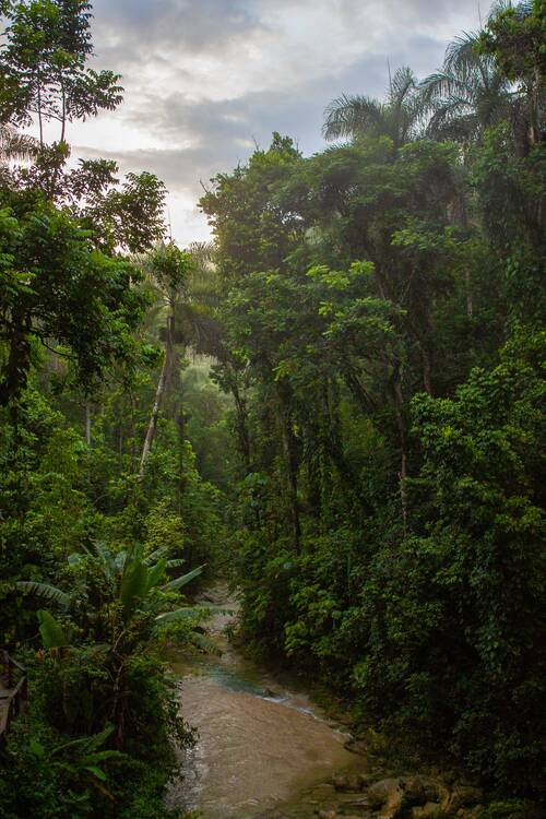 El Yunque rainforest