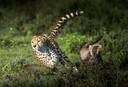 Tarangire National Park