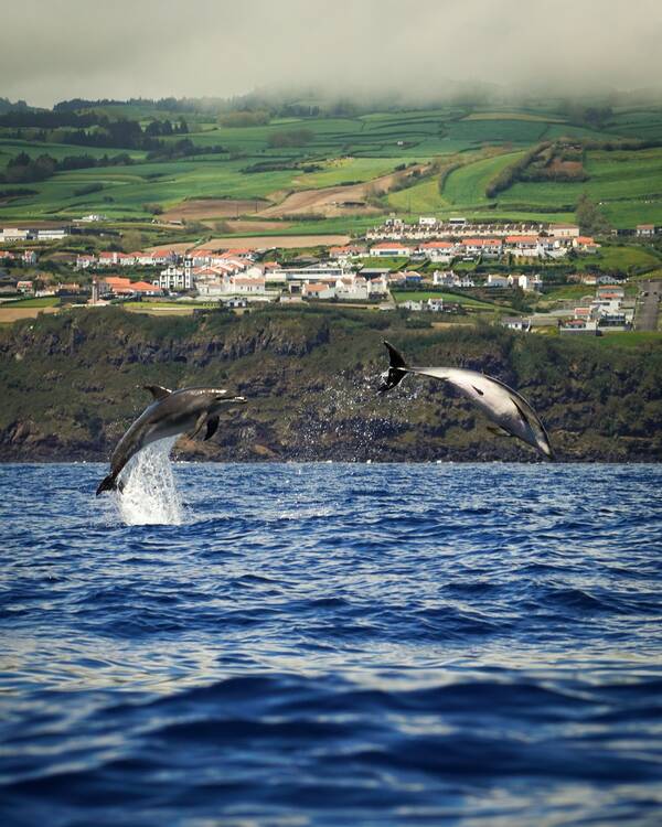 Whale watching - generic - Azores