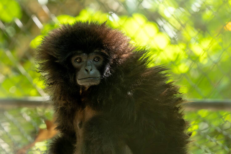 Photo by Kolin, Gibbon Rehab