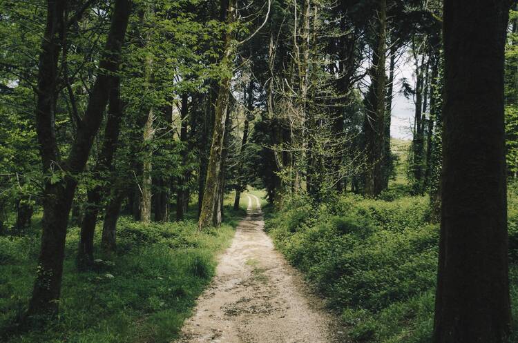 Portugal forest