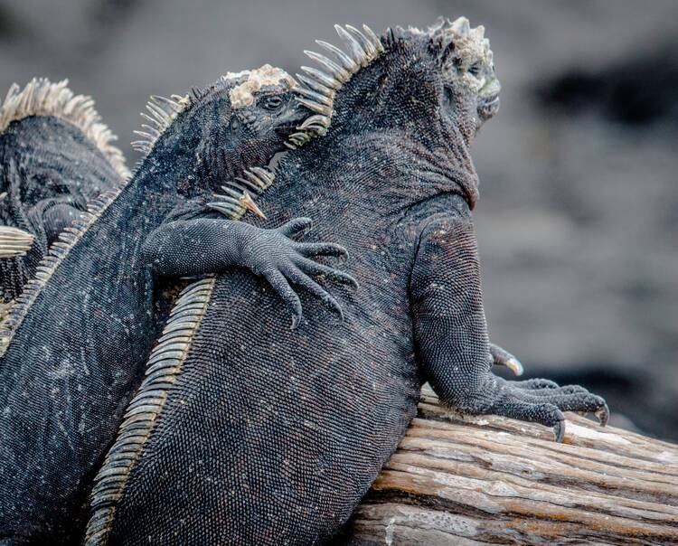 Iguana Pals