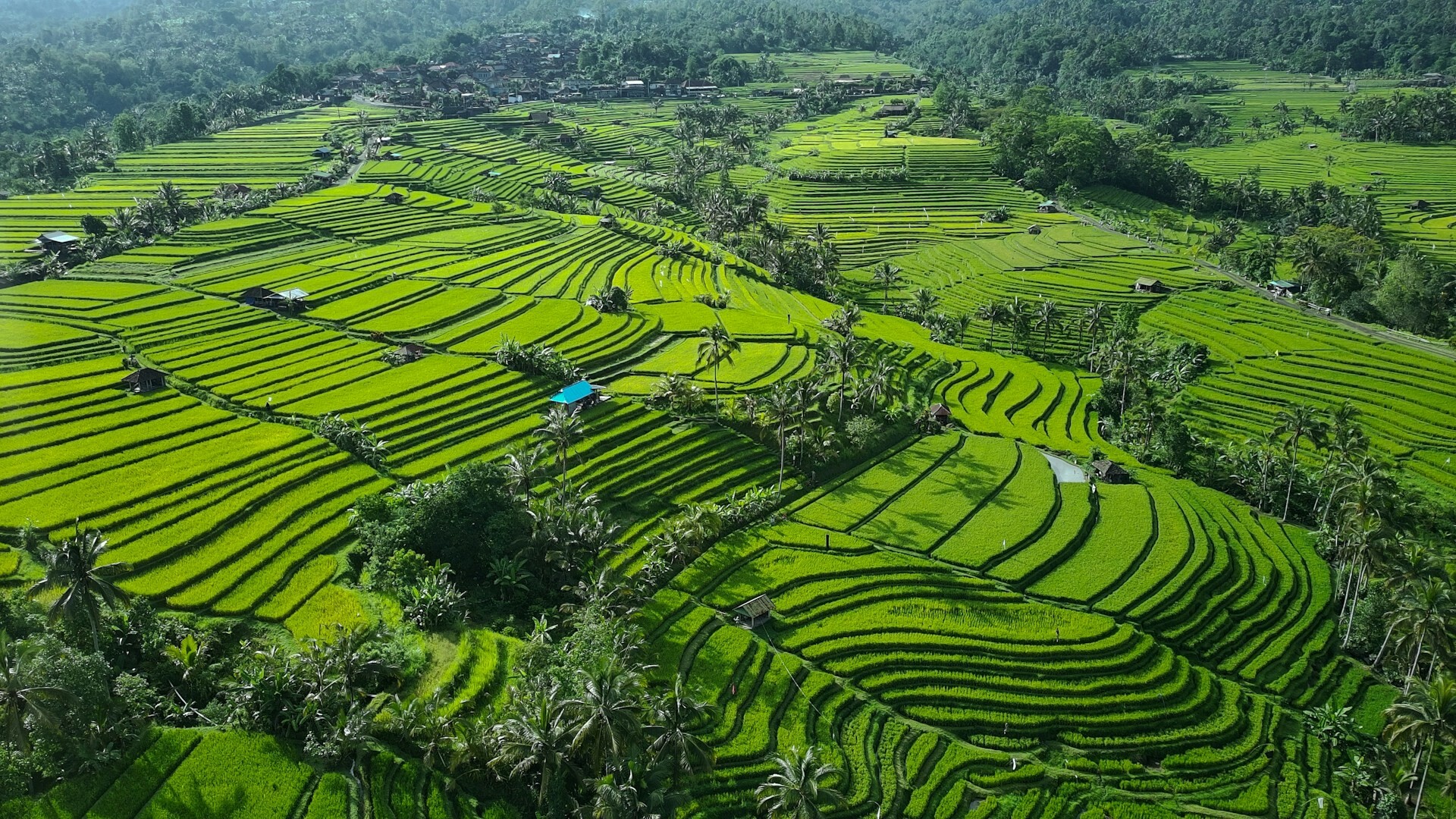 Jatiluwih Rice Terrace Feature