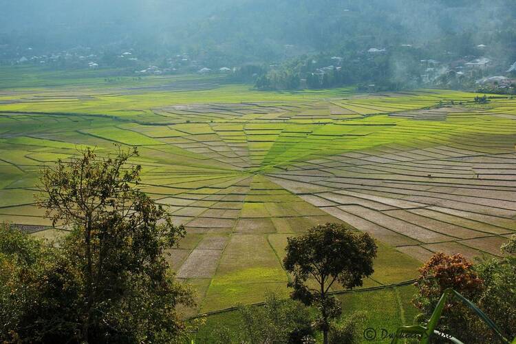 Lingko Spider Web Rice Fields 