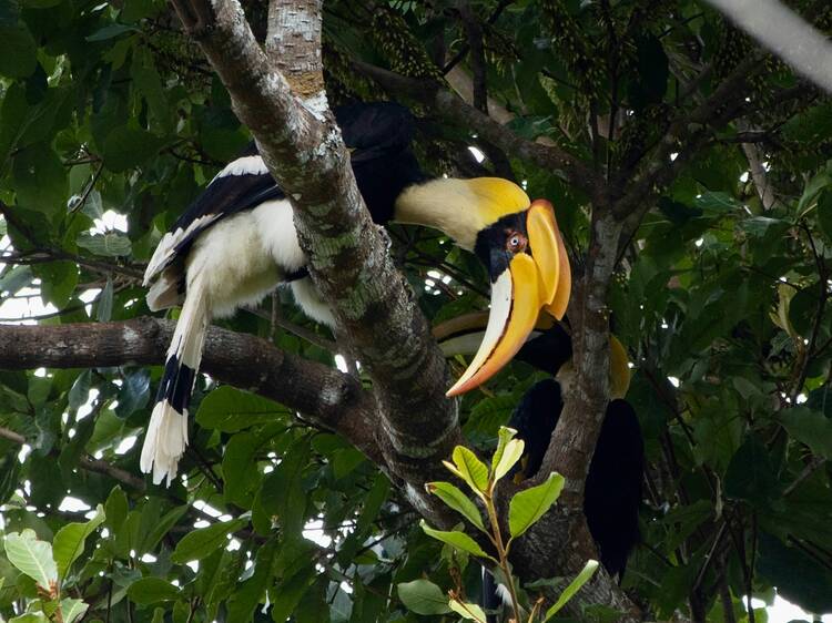 Khao Yai National Park
