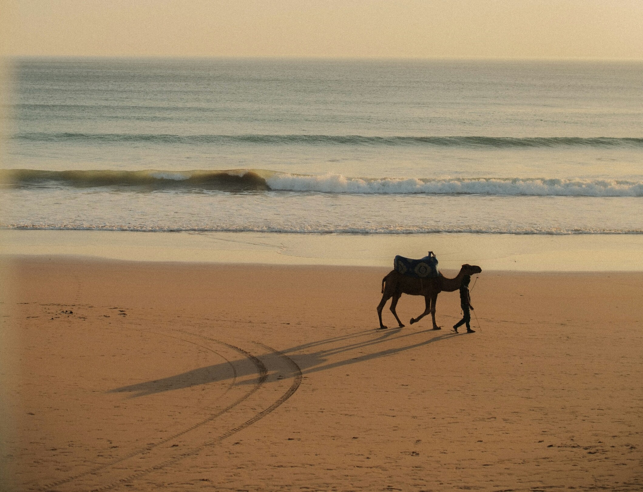 Taghazout camel - featured