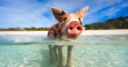 Pig swimming in Great Stirrup Cay