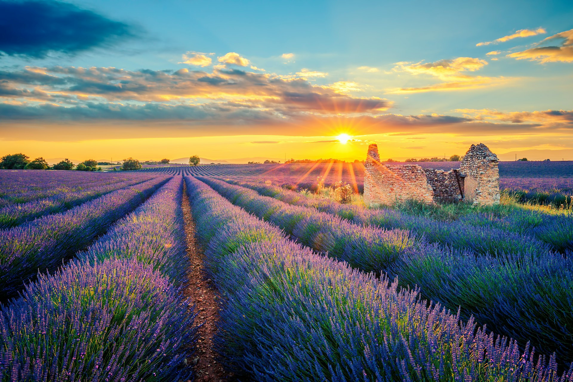 Provence France Lavender Fields Feature
