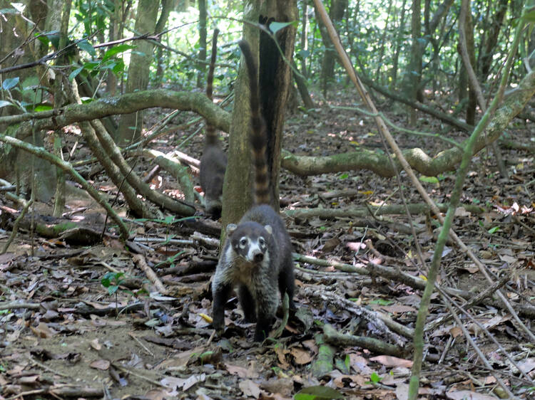 Coati Costa Rica Corcovado National Park