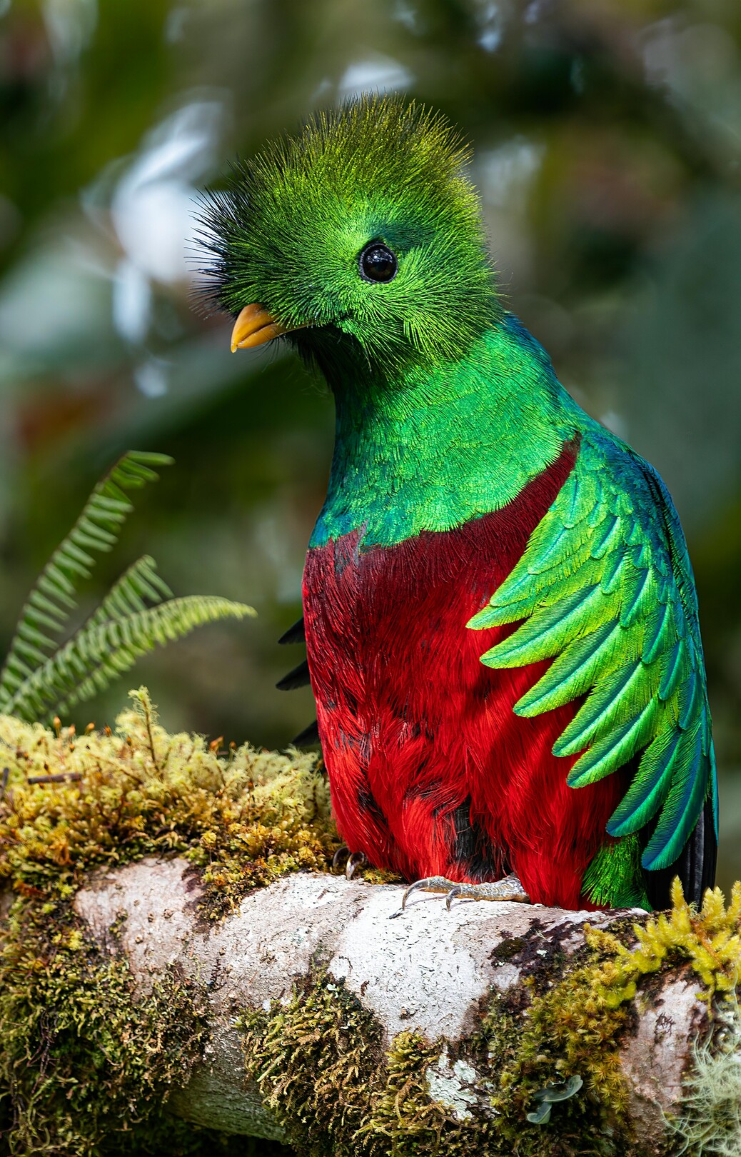 Resplendent Quetzal, Costa Rica