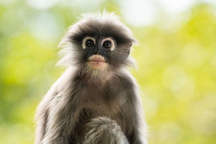 Photo by Kolin, Khao Sok Dusky Langur