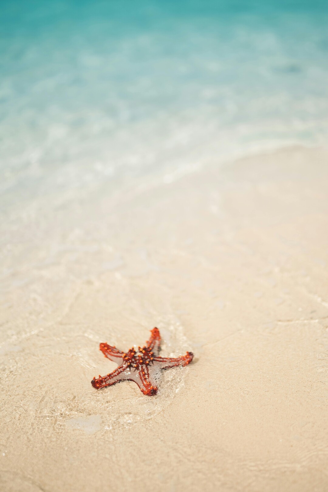Zanzibar starfish - featured