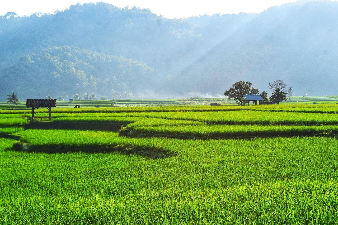 Bali rice village - feature